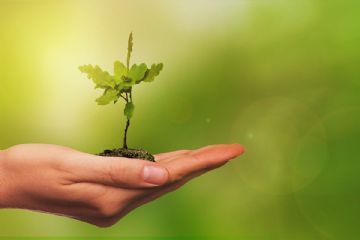 Progetto regionale “Quattro milioni e mezzo di alberi in pi&#249;. Mettiamo radici per il futuro”